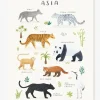 Affiche Animaux D’Asie Living Earth LILIPINSO Gris – Lilipinso en solde 11