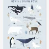 Affiche Animaux Pôle Nord/Sud Living Earth LILIPINSO Bleu Glacier – Lilipinso comparez les prix 8